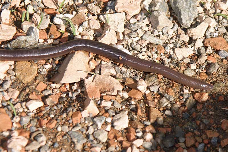 Hormogaster sp.